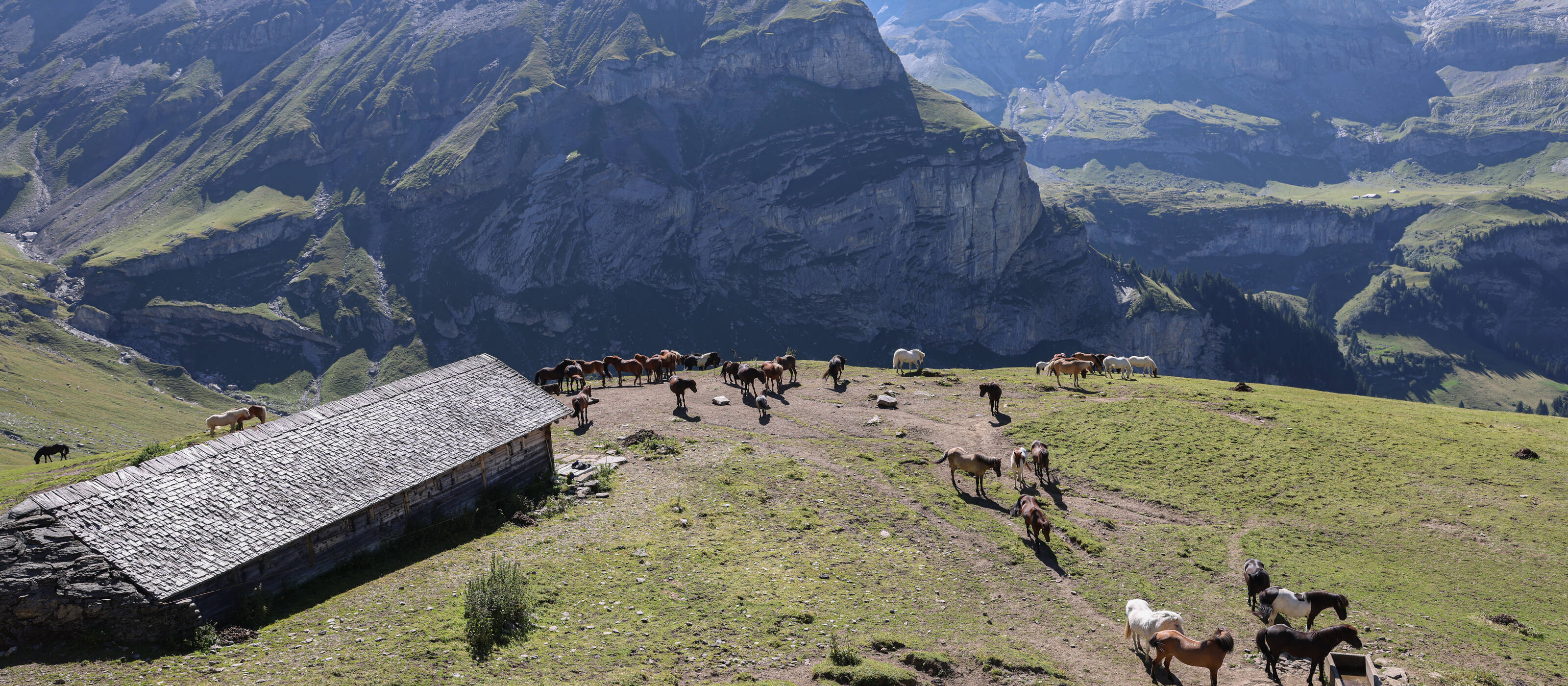 Alp mit Pferden